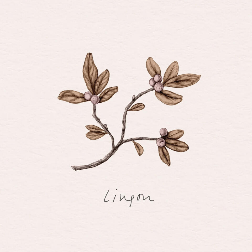 Tyttebær / Lingonberry (Vaccinium vitis-idaea) illustration Anne Løvenskjold