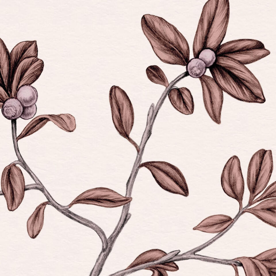 Tyttebær / Lingonberry (Vaccinium vitis-idaea) illustration Anne Løvenskjold