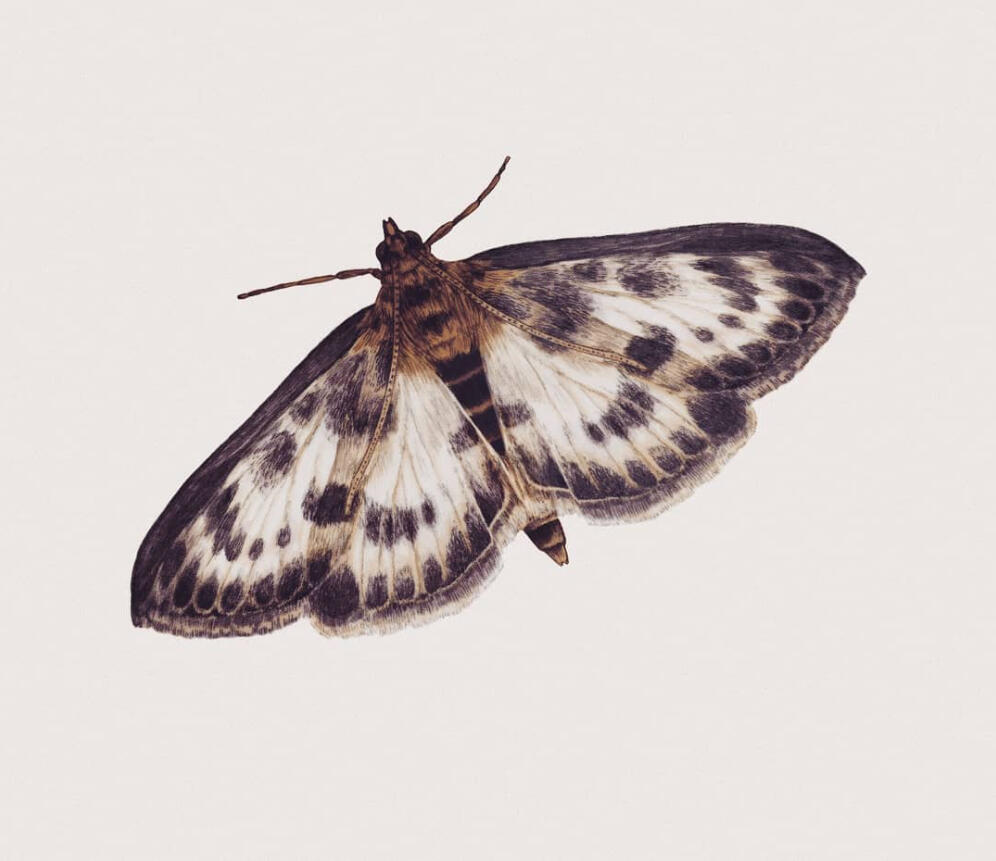 Nældehalvmøl (la: Anania hortulata en: Small magpie) - illustratrion Anne Løvenskjold