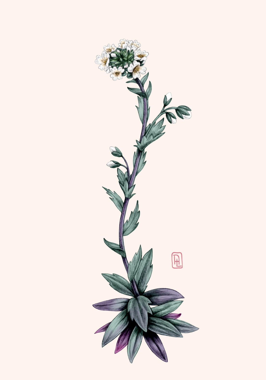 Illustration Anne Løvenskjold