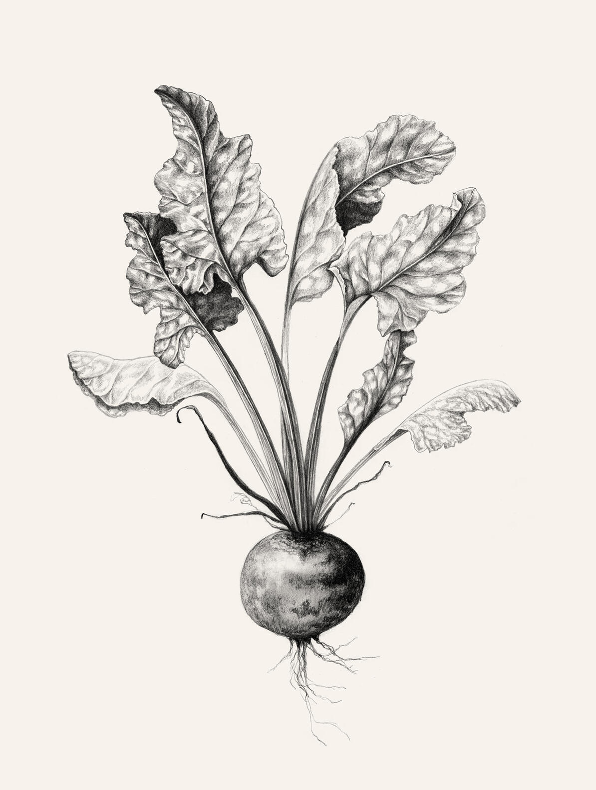 Rødbede / Beet illustration – Anne Løvenskjold for Sigridsminde