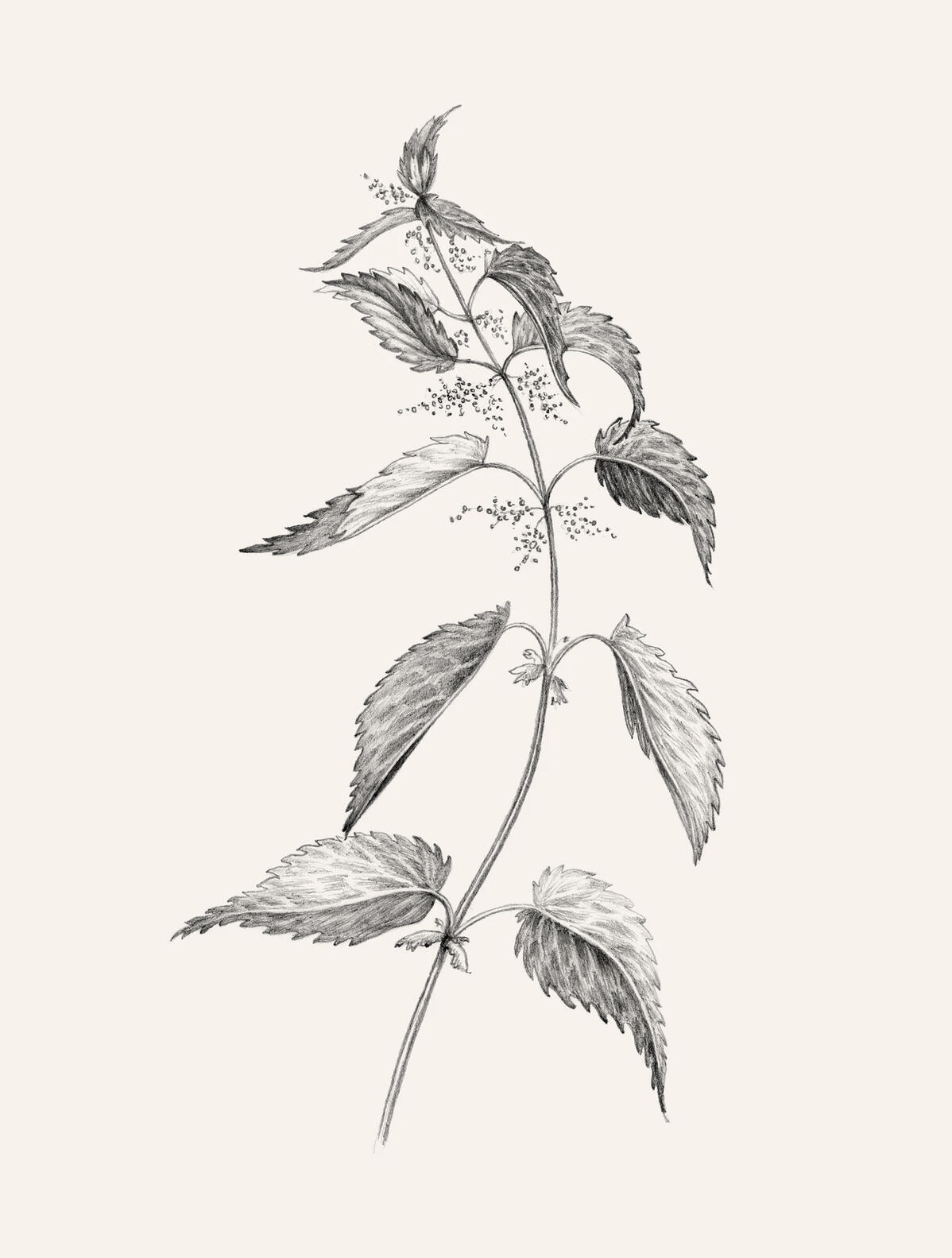 Nælde / Nettle illustration – Anne Løvenskjold for Sigridsminde