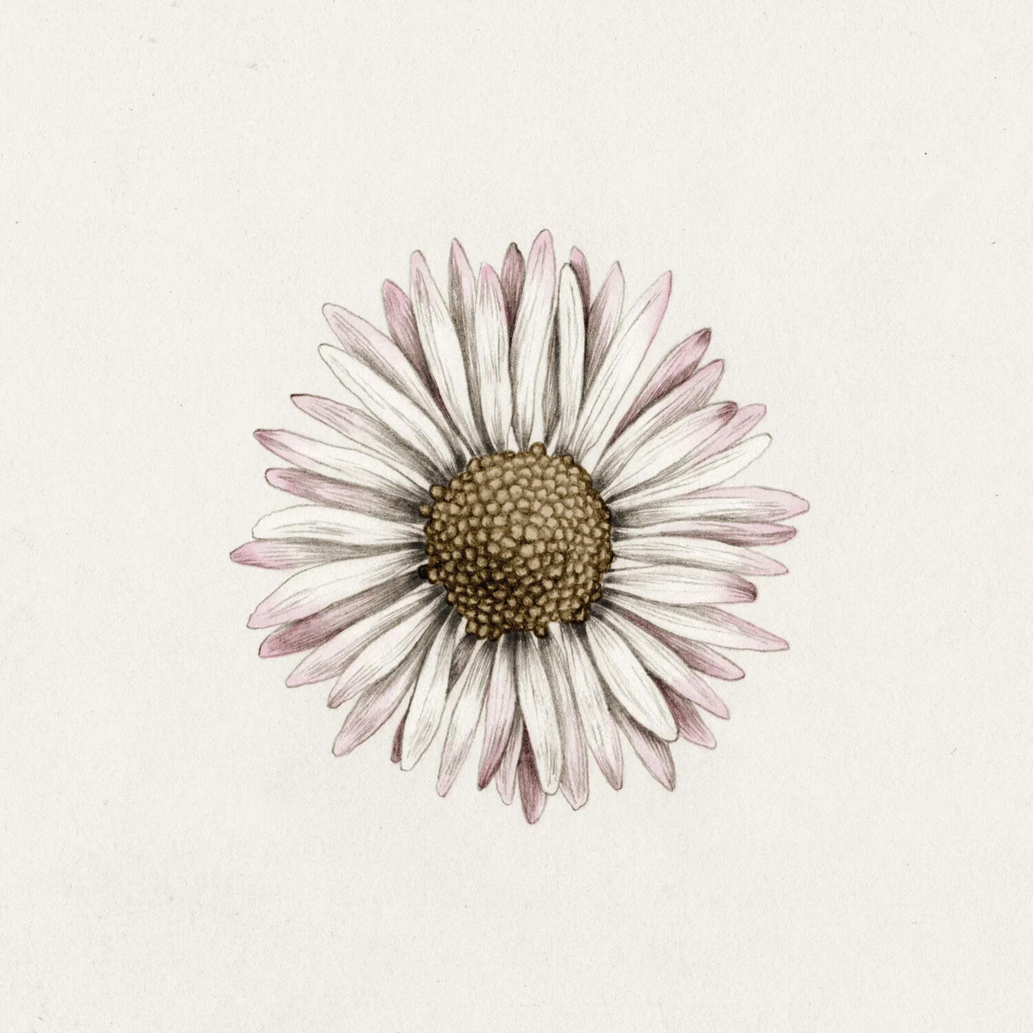 Illustration & formidling / Lokal natur