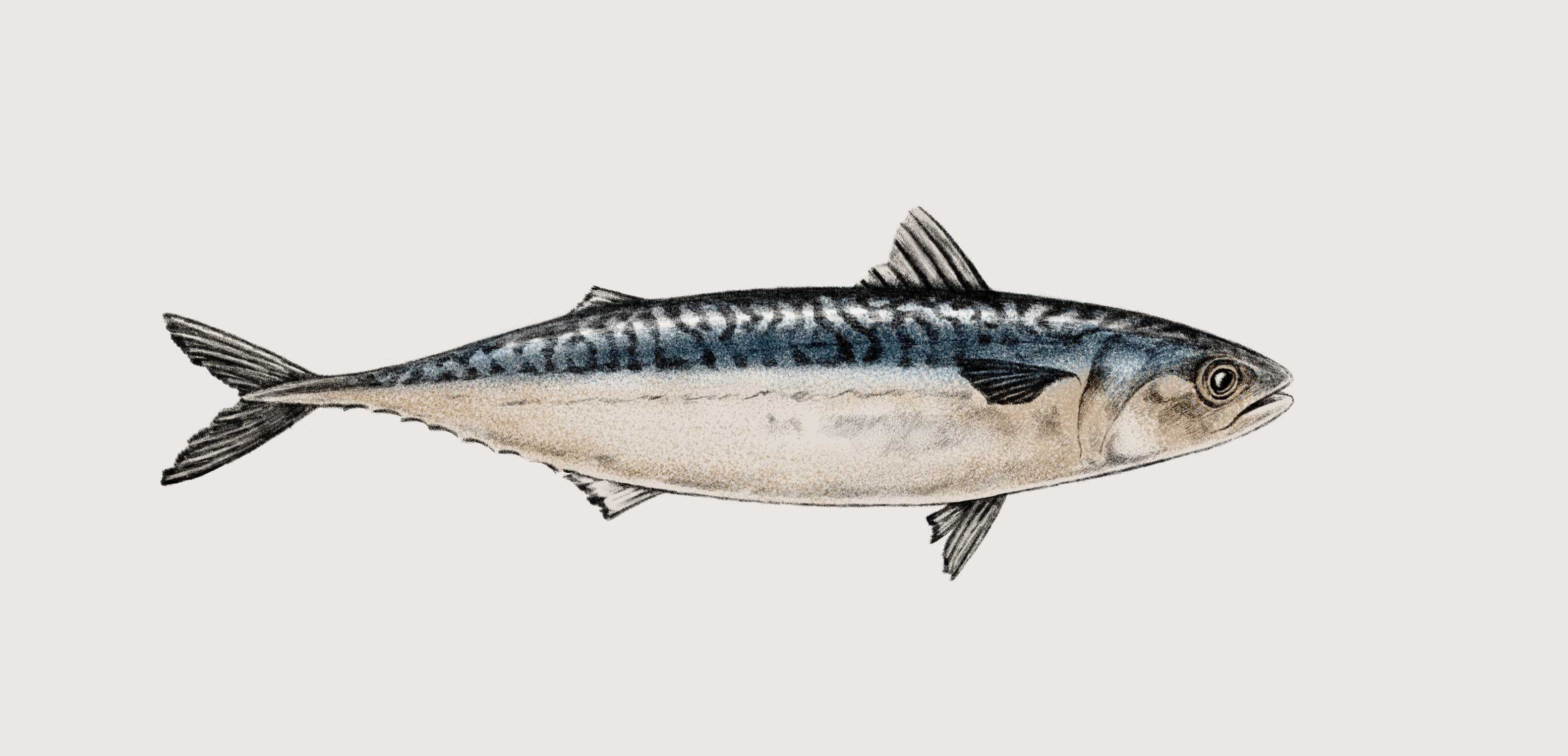 Illustrationer til pet food brand