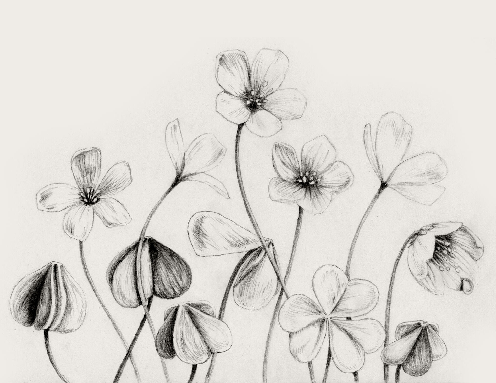 Illustration Anne Løvenskjold