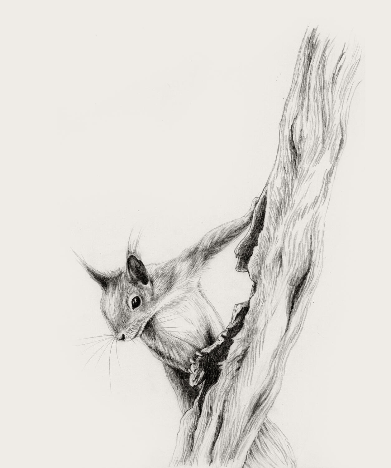 Illustration Anne Løvenskjold