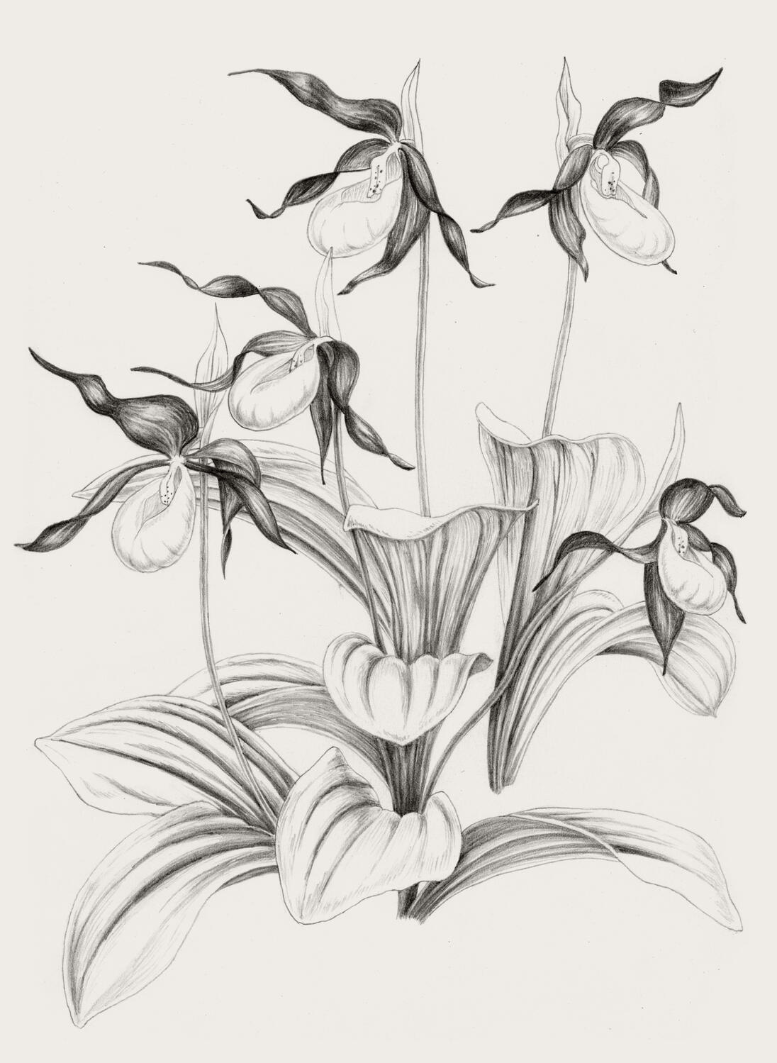 Illustration Anne Løvenskjold